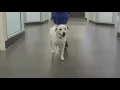 Tailwaggers Meet Zeke Dallas event helping families with pets