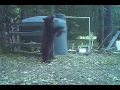 INSTANT KARMA bear gets hit in the nuts for messing with my water tank