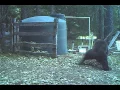 Download Lagu INSTANT KARMA bear gets hit in the nuts for messing with my water tank