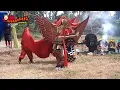 Lagu Barong Prejeng Paju Gandrung MB - Jaranan Muncul Budoyo Live Gontoran #jaranan #barongan #gandrung
