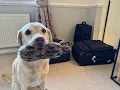 Olive and Mabel - The Welcome Home