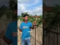 Download Lagu Pagar dari batang singkong yang bermanfaat #fblifestyle #pertanian #tipsberkebun #petanimodern #fyi