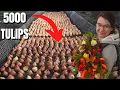 Lagu How Flower Farmers Plant Tulips For Cut Flowers
