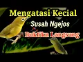 Download Lagu Mengatasi Kecial susah ngejos buktikan lansung Kecial kuning gacor