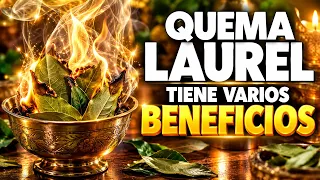 Hojas de Laurel Quemadas Beneficios para el Bienestar y el Ambiente del Hogar.