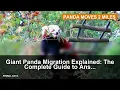 Giant Panda Migration Explained The Complete Guide to An s Record-Breaking Journey