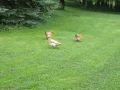 Chickens as Tick Control