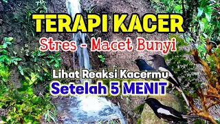 suara air terapi burung kacer stres dan macet bunyi pancingan kacer malas bunyi