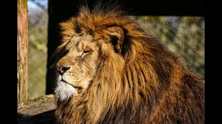 rumbling sounds of lions purring soothing calming relaxing