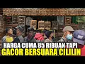 Lagu HARGA 85 RIBUAN SERASA PUNYA BURUNG JUTAAN❗️BURUNG GACOR BERSUARA CILILIN TINGGAL GANTUNG ‼️