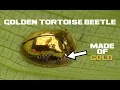 10 Golden Tortoise Beetle Facts - The Real Golden Beetle Brooch
