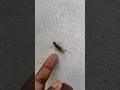 Grasshopper Jumps Like a Rocket in Slow Motion
