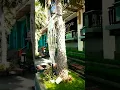 Download Lagu JALAN KAKI PAGI.. SEGER... LEWAT HOTEL ROYAL AMBARUKMO DAN AMBARUKMO PLAZA MALL