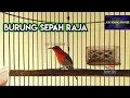 Download Lagu BURUNG KOLIBRI SEPAH RAJA GACOR @faxxybird