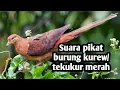Download Lagu Suara pikat burung kurew/tekukur merah mp3