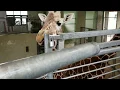 Giraffe licking a pole