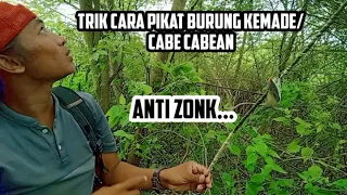 Download trik cara pikat burung kemade | pikat cabe cabean / pikat burung kecil MP3