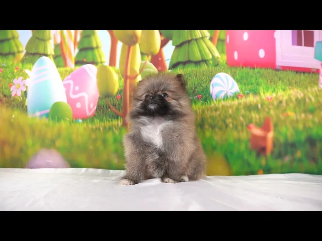 動画