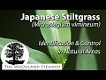 Japanese Stiltgrass Microstegium vimineum - Identification Control June 4 2020