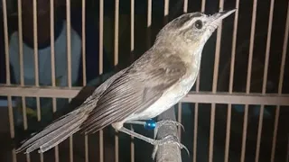 Download Suara Kicau Burung Kerak Basi / Cigrok Gacor Di Pagi Hari MP3