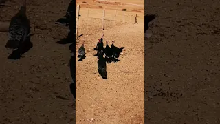 صوت ديك رومي بيبي ممتاز 