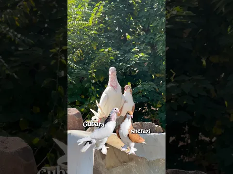Subscribe #rafayvlog #pigeon #kabootar #kabutervlog #petsvlog #rafayabbasi