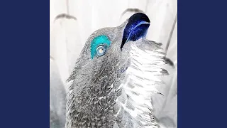              دندنها