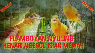 Download FLAMBOYAN GACOR SUPER NYULING KENARI NGEROL DURASI PANJANG ISIAN MEWAH TERBARU Beautiful Birds MP3