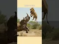 Download Lagu Rhino vs Lion #animals #Rhino #Lion