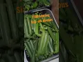 Download Lagu membuat 1200 lontong dr daun pisang \u0026 siap untuk direbus#lontong sate#lontongsayur#dll#shorts