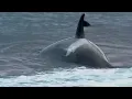 Killer Whales: Up Close and Personal
