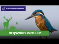 Download Lagu De fascinerende wereld van de ijsvogel | Dieren in Nederland