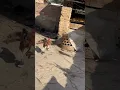 Download Lagu Up ke asle h 😂😂😂😂😅😅😅😅😅❤️❤️❤️❤️❤️❤️❤️#shorts #hen #chicken