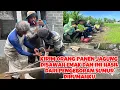 Lagu KIRIM ORANG PANEN JAGUNG DISAWAH EMAK SAMA PUTRI DAN INI HASILDARI PENGEBORAN SUMUR DIRUMAHKU