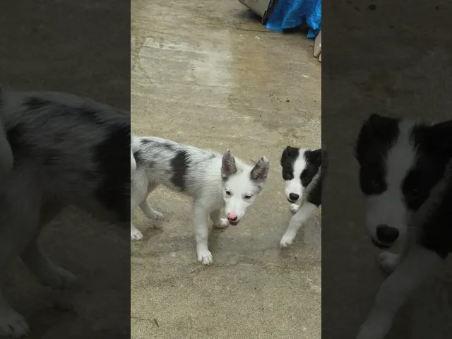動画