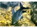 Download Lagu Peixes do Velho Chico