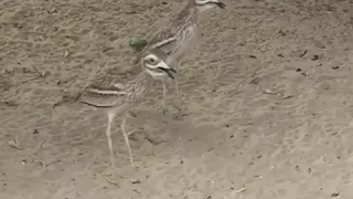 أصوات طيور كروان سمقان 