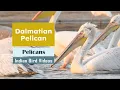 Lagu The Dalmatian Pelican (Pelecanus crispus)