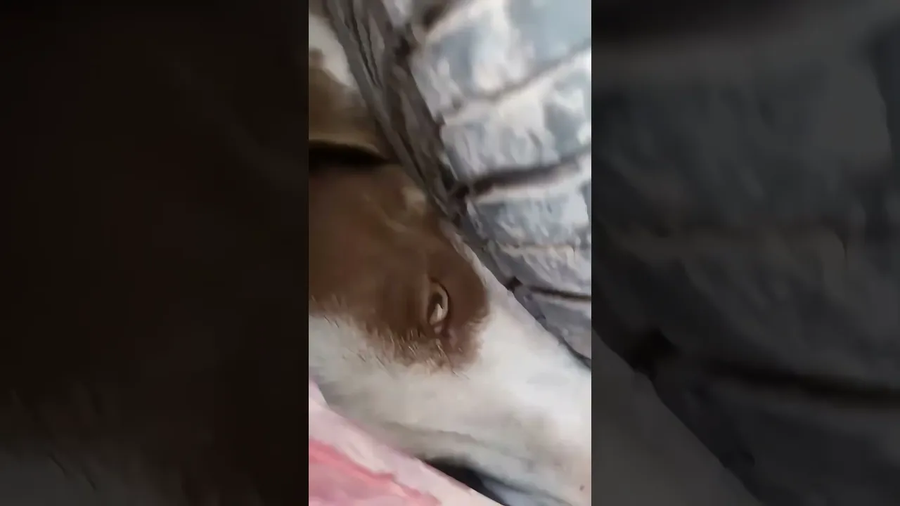 Como se metio ese perrito?