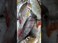 Download Lagu Big \u0026 Fresh Katambak fish #sariwa #sariwangisda #shorts