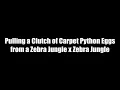 Bonus Carpet Python Egg Pulling