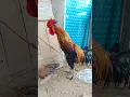 Download Lagu Suara Kokok Ayam Pelung Juara Kontes 👉Trah Pun Gempar
