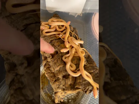 So many baby snakes!!!😍🐍
