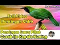 Download Lagu PANCINGAN SUARA PIKAT CUCAK IJO KEPALA KUNING GACOR FULL VIDEO