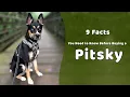 9 Facts You Need to Know Before Buying a Pitsky