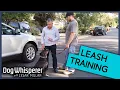Cesar Millan Trains Aggressive Pit Bull To Walk On Leash Dog Whisperer