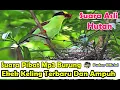 Download Lagu SUARA PIKAT MP3 BURUNG EKEK KELING TERBARU DAN PALING AMPUH AUDIO JERNIH DIJAMIN ANTI ZONK
