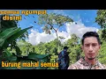 Download Lagu ADA APA INI_SEMUA BURUNG YANG TERANCAM PUNAH MALAH NGUMPUL DISINI😍