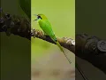 Download Lagu Burung Kirik kirik hijau | #jagatburung #duniaburung #suaraburung #burungliar #burungkicau  #birds