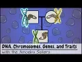 Download Lagu DNA, Chromosomes, Genes, and Traits: An Intro to Heredity